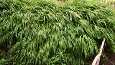 Photo of Hakonechloa macra Japan Grass, erba Hakone