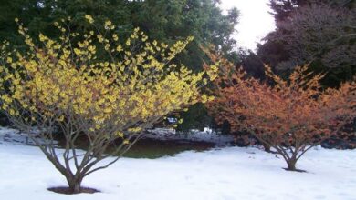 Photo of Hamamelis mollis, un arbusto i cui fiori hanno petali molto particolari.