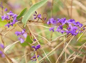 Photo of Hardenbergia violacea Wisteria australia, Australian Zarzaparrilla, Hardenbergy morada