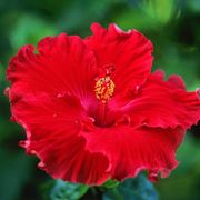 Photo of Hawaiian Spinaci, Pianta Ti-pianta, Canna indiana