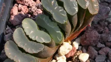 Photo of Haworthia truncata