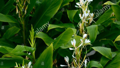 Photo of Hedychium coronarium Ginger Butterfly, Farfalla, Farfalla, Zenzero bianco