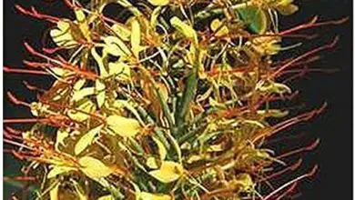 Photo of Hedychium gardnerianum Kahili Gingembre, Longose