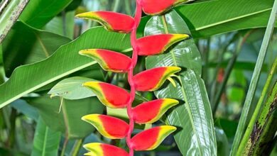 Photo of Heliconia rostrata produce infiorescenze spettacolari