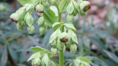 Photo of Helleborus foetidus