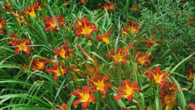 Photo of Hemerocallis Hemerocallis, Daylily