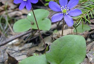 Photo of Hepatica nobilis Anemone del fegato