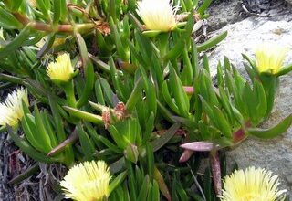 Photo of Hertia cheirifolia o cura delle piante di Azulín