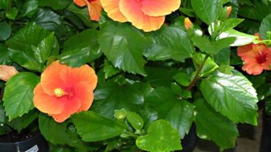 Photo of Hibiscus rosa-sinensis o cura delle piante di ibisco