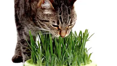 Photo of Ho menta o erba gatta: menta e erba gatta sono la stessa pianta?