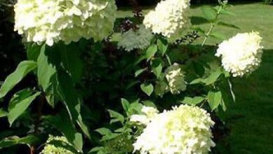 Photo of Hortensia paniculé