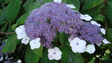 Photo of Hortensia poilue, Hortensia poilue