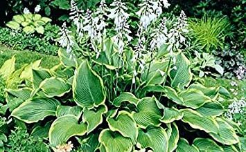 Photo of Hosta Funkia