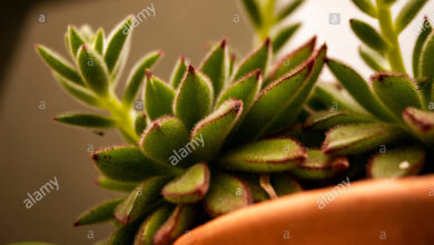 Photo of Hoz Crassula, Impianto ad elica