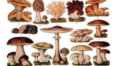 Photo of I funghi velenosi si moltiplicano