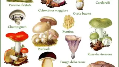 Photo of I tipi più comuni di funghi delle piante