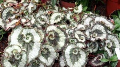 Photo of Ibrido di Begonia rex