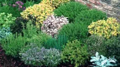 Photo of Idee giardino delle erbe aromatiche organiche: come creare un giardino delle erbe aromatiche organiche