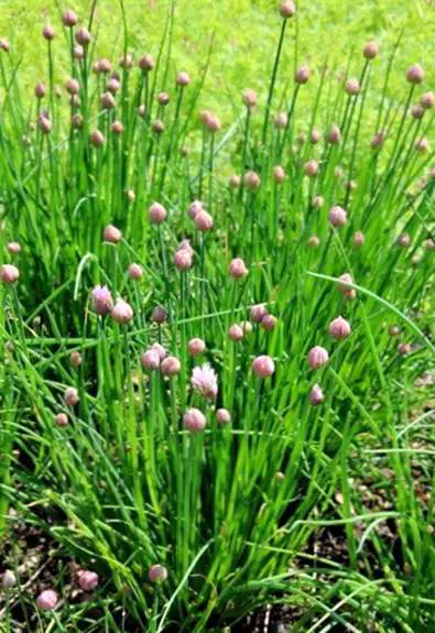 Identificare l'erba cipollina selvatica: è sicuro mangiare ...