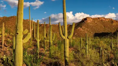 Photo of Il cactus di Saguaro