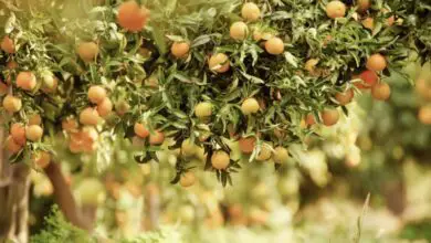 Photo of Il diradamento degli alberi da frutto è il modo giusto per ottenere un raccolto abbondante.