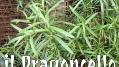 Photo of Il dragoncello in crescita nel Giardino delle Erbe