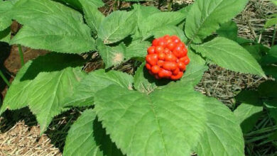 Photo of Il ginseng è commestibile – Informazioni sulle parti commestibili della pianta di ginseng