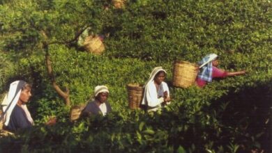 Photo of Il processo di produzione del tè
