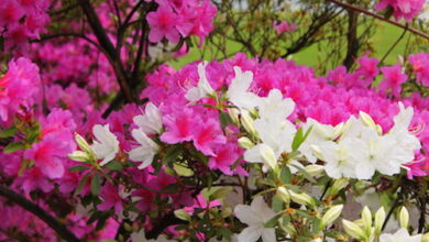 Photo of Il significato di piante e fiori