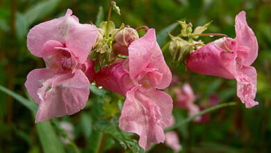 Photo of Impatiens dell’Himalaya, Impatiens glandulifera