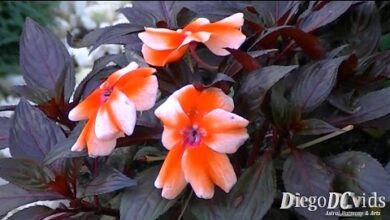 Photo of Impatiens niamniamensis Becco del Pappagallo, Zanzibar Impatiens, Niam-niam