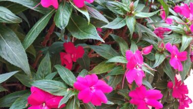 Photo of Impatiens SunPatiens® (in inglese)