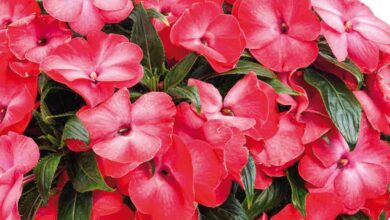 Photo of Impatiens x novae-guinea Impatiens della Nuova Guinea