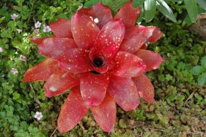 Photo of Impianto cisterna, Neoregelia Monet