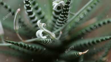 Photo of Impianto di zebra