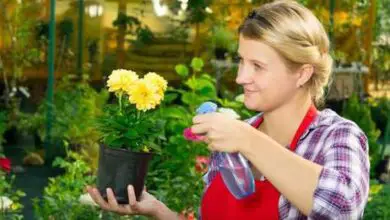 Photo of Impollinazione e impollinazione incrociata: tutto quello che devi sapere come giardiniere
