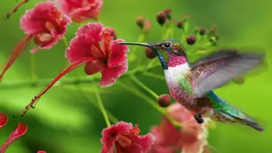 Photo of Incontra i fiori che attirano i colibrì in questo post