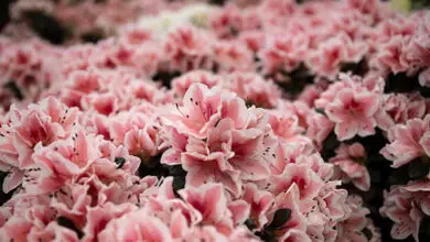 Photo of Incontra il Rhododendron ponticum, i cui fiori parlano da soli.