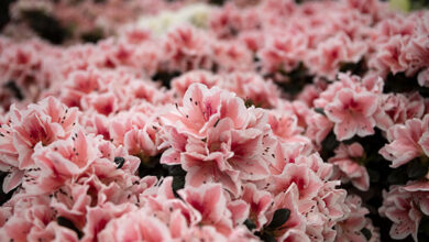 Photo of Incontra il Rhododendron ponticum, i cui fiori parlano da soli.