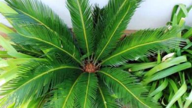 Photo of Incontro con la Cycas, una palma preistorica