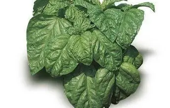 Photo of Informazioni su lattuga e foglie di basilico: coltivazione di piante di lattuga con foglie di basilico