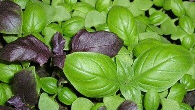 Photo of Informazioni sul Basilico Viola Ruffles – Come coltivare una pianta di Basilico Viola Ruffles