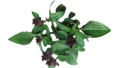 Photo of Informazioni sulla liquirizia al basilico – Come coltivare una pianta di liquirizia al basilico
