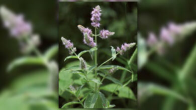 Photo of Informazioni sulla menta: Scoprite le condizioni di coltivazione della menta selvatica.