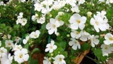 Photo of Informazioni sulla pianta Bacopa: come far crescere una pianta di Bacopa