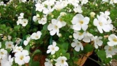 Photo of Informazioni sulla pianta Bacopa: come far crescere una pianta di Bacopa