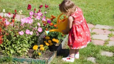 Photo of Informazioni sulla pianta del cotone per i bambini – Insegnare ai bambini a coltivare il cotone