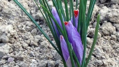 Photo of Informazioni sulla raccolta dello zafferano: come e quando raccogliere lo zafferano