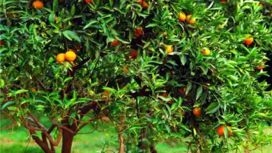 Photo of Informazioni sulle piante di salvia mandarini: Come coltivare le piante di salvia mandarini