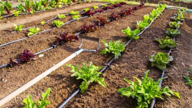 Photo of Inoculante per giardini: cos’è e perché ne avete bisogno